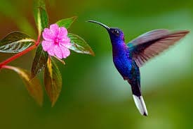 colibri indigo en vole avec fleur rose