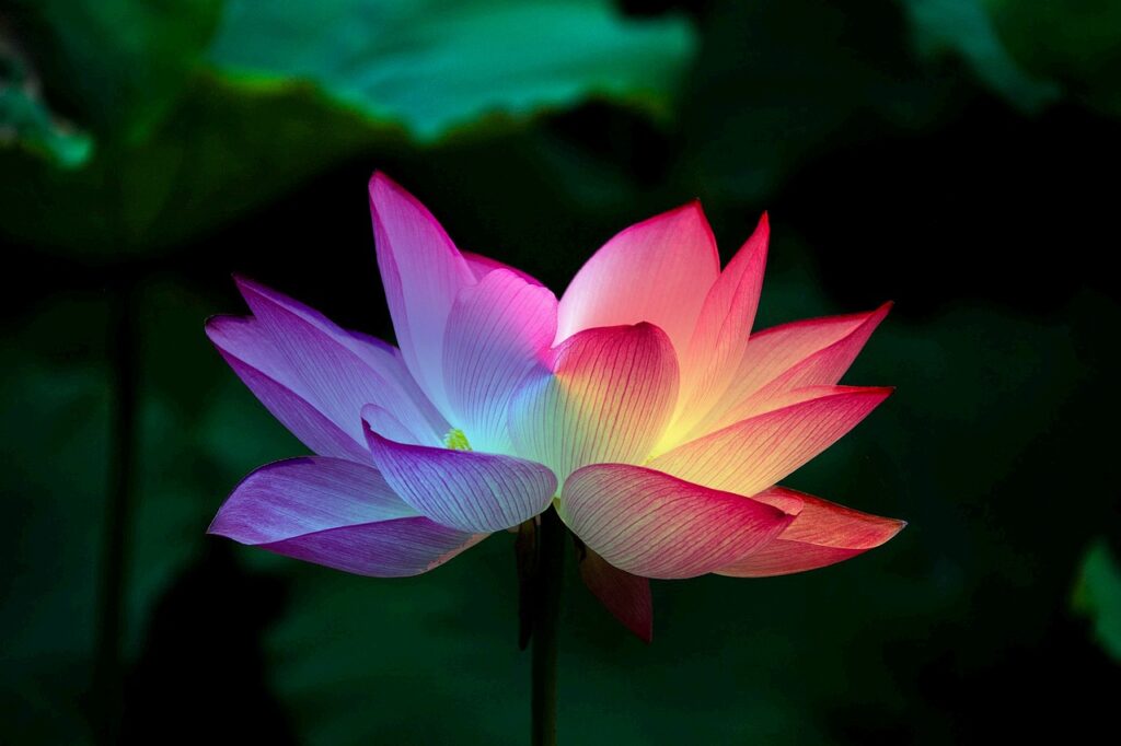 Fleur de Lotus couleur de l'arc en ciel.
La fleur de Lotus est le nom de cette Mudra. En sanskrit